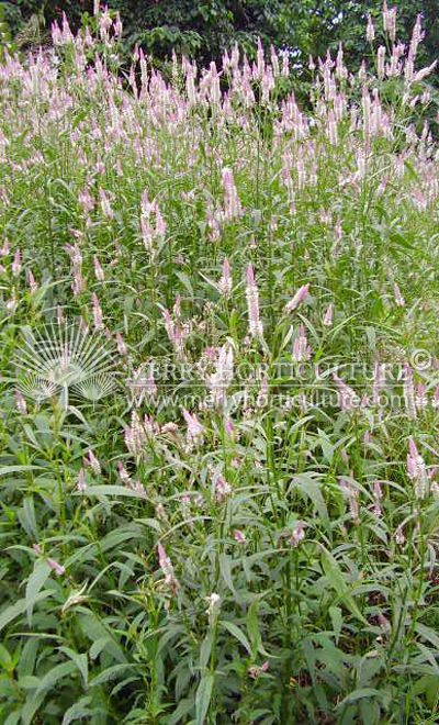 Celosia argentea